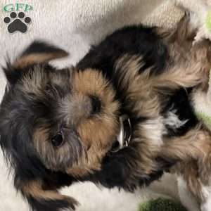 Scooter, Yorkie Puppy